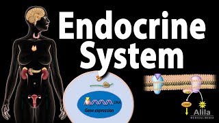 Anatomy of the Endocrine System [upl. by Ayekahs]