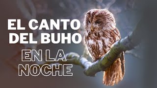 Sonido de buhos en la noche  Buhos y Lechuzas para dormir [upl. by Carpio]