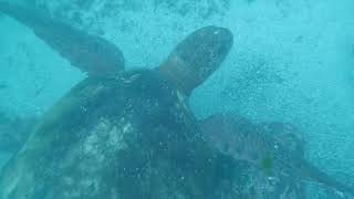 Swimming with Galapagos Sea Turtles  Isla Floreana  61224 galapagos travel snorkel laloberia [upl. by Elay506]