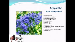 Fiche technique Agapanthe blue triumphator Plante vivace [upl. by Enelrahs]