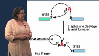 Splicing Mechanism  Melissa Moore U MassHHMI [upl. by Lammond]