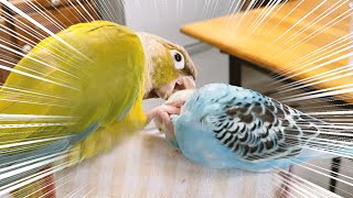 新入りインコが可愛くてたまらない先住インコ｜初水浴び【セキセイインコ 雛 生後１ヵ月半】 [upl. by Freud978]