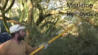 Palo Verde Tree Trimming and Maintenance  2 Mistletoe Removal [upl. by Allyn]