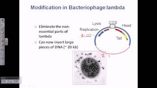 Cloning vector lamda phage vector [upl. by Amelita381]