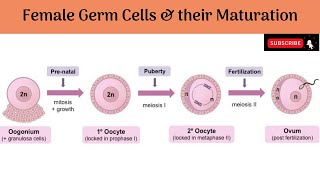 Female Germ Cells amp Their Maturation  Oogenesis  Anatomy mbbs education [upl. by Aetnahc701]