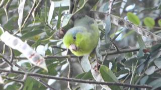 GreyCheeked Parakeet [upl. by Starr]