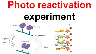 Photo reactivation experiment [upl. by Fuld]