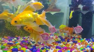 Iridescent shark Oranda Gold fish Fan tail Gold fish tank cleaner betta fish all lovely beautiful [upl. by Nyllij194]