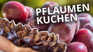 schneller Pflaumenkuchen mit Hefeteig [upl. by Kempe233]