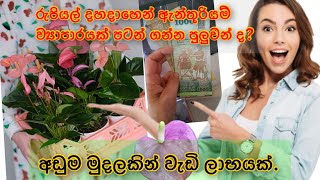 රු 10000 න් ව්‍යාපාරයකට අත ගහමු සරලයි ලාභයි hishi srilanka anthurium plants wagawa [upl. by Sugden768]