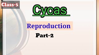 Reproduction in cycas for TGT PGT biology [upl. by Barthol]