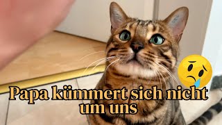 Wenn die Mutter nicht zuhause ist geht alles darunter und drüber… Katzen verhungern [upl. by Scoter]