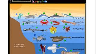 Oceanic Zones Marine Life epipelagic pelagic mesopelagic bathypelagic abyssopelagic [upl. by Eiddam]