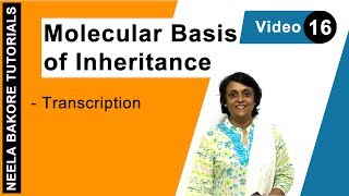 Molecular Basis of Inheritance  NEET  Transcription  Neela Bakore Tutorials [upl. by Ollopa146]