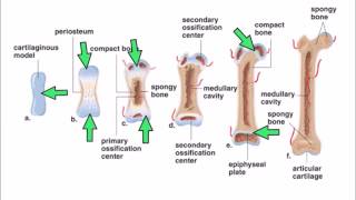 6 Ossification [upl. by Wisnicki]