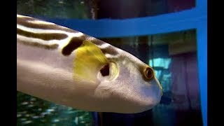 シマフグ Yellowfin pufferfish Striped puffer Takifugu xanthopterus [upl. by Astrix566]