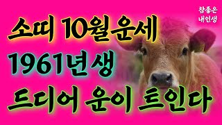 소띠운세 10월운세 소띠운세61년생 소띠 운세 1961년생  10월운세소띠 소띠금전운 소띠재물운 1961년 소띠운세  양력 10월 운세  운수대통 만사형통 [upl. by Mamoun]