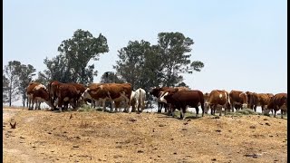 P238 Rancho El Molino orgullo de la familia Suárez [upl. by Apul]