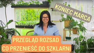 PRZEGLĄD ROZSAD CO WYNIEŚĆ DO SZKLARNI KONIEC MARCA [upl. by Ahsilyt]