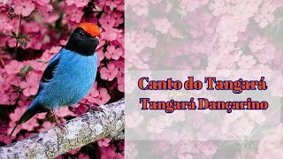 Canto do Tangará Tangará Dançarino [upl. by Jo-Ann998]