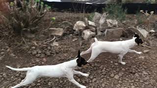 Cachorros de bodeguero andaluz en acción [upl. by Wickner]