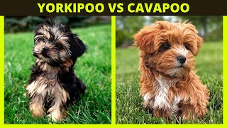 YORKIPOO VS CAVAPOO  the difference in breeds and what breed you might preffer [upl. by Eimot429]