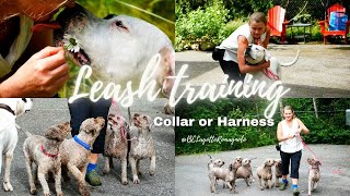 Leash training tips [upl. by Lener]