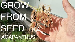 Can you grow agapanthus from seed [upl. by Ssac128]