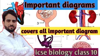 important diagram biology class 10 icse ll icse class 10 biology important diagrams 2024 ll icse [upl. by Dremann]