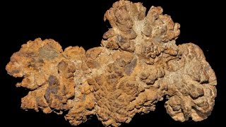 Coprolite Chemistry  what fossilised faeces can tell us about extinct animals [upl. by Fleta]