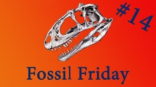 Fossil Friday  Black Beauty the Trex  FossilFriday [upl. by Gyatt]