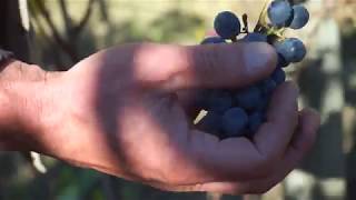 Marchese Antinori Chianti Classico Riserva  Vendemmia 2018  2018 Harvest [upl. by Ahsekyw]