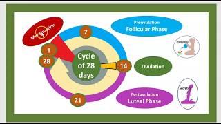 Cycle menstruel Ado Calcul des règles 28 jours 14 j Phase folliculaire Hormones de lovaire 3 mn [upl. by Nisay289]