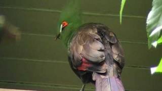 buffons turaco [upl. by Roi]