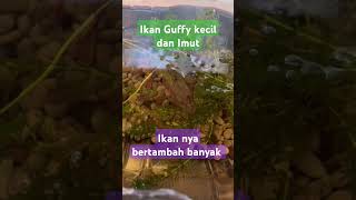 Ikan Guffy nya bertambah banyak  Guffy kecil imut dan lucu guffy gupy ikanhias ikan anakikan [upl. by Calabresi]