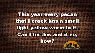 QampA  This year every pecan has a worm in it How do I fix this [upl. by Josselyn]