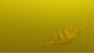 Underwater Hooksets by the JawJackerJumbo Perch Underwater JawJacker Video [upl. by Ledeen]