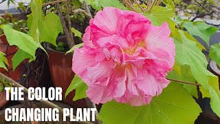 Hibiscus Mutabilis Care and Propagation  Bettadavare in Kannada  Confederate Rose [upl. by Nugent951]