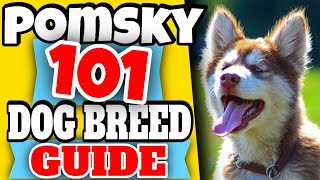 Pomsky 101  Dog Breed Guide  Pomeranian Husky Mix [upl. by Celestia668]