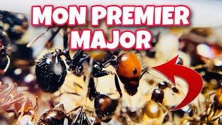 Messor Barbarus Extra Red 3 PREMIER MAJOR  Et bilan avant diapause [upl. by Lebyram]