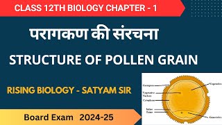 structure of pollen grain परागकण की संरचना [upl. by Reneta771]