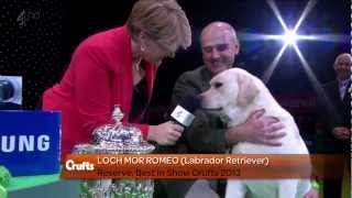 Labrador Retriever  Crufts Reserve Best in Show [upl. by Gawen]