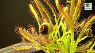 Planta Carnívora  Drosera capensis cazando [upl. by Keven]