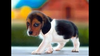 Los 10 Perritos Mas Tiernos Pequeños Lindos Raros y CUCHIS Del Mundo [upl. by Zul]