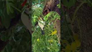 Redcrested Cardinal morning call 1052024 🐦🌺💯🤙🏾 asmr birdwatching cardinal [upl. by Lekkim]