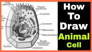 How to draw Animal cell step by step tutorial for beginners  Smart Biology Booster [upl. by Bibi]