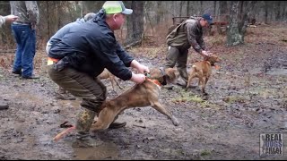 2015 UKC Squirrel Dog World Championship [upl. by Mcgee135]