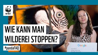 Wie kann Wilderei gestoppt werden GoogleInterview mit WildereiExpertin  WWF Deutschland [upl. by Lindholm]