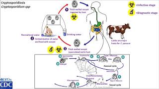 Cryptosporidium life cycle [upl. by Allehs685]