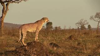 What Sounds Do Cheetahs Make Male Cheetah Chirps amp Stutters [upl. by Frye]